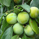 Pflaumenbaum Renkloda Grün Obstbaum Pflaume 80cm / 140cm