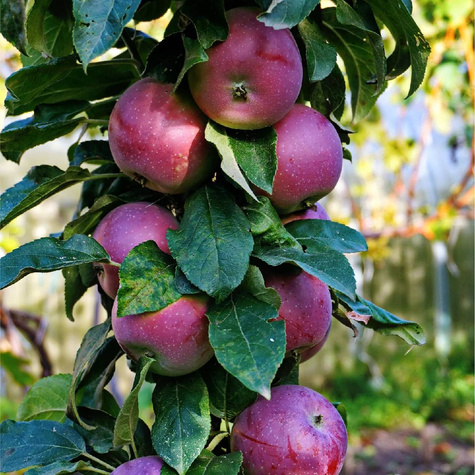 Apfelbaume Säulenobst Red Spring w typie Alwa Obstbaum Apfel 120 cm / 160 cm