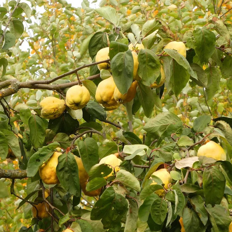 Birnenquitte Wolgograder Weichfruchtige - Wurzelnackte Pflanze