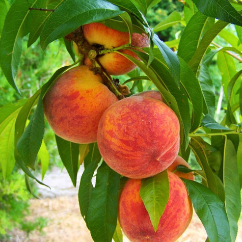 Pfirsichbaum Jerseyland Obstbaum Pfirsich 80cm / 140cm