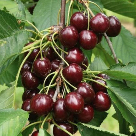 Süßkirsche Siestronka - Wurzelnackte Pflanze