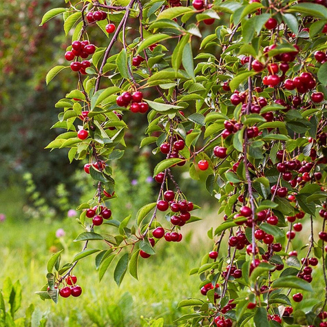 Sauerkirsche Debreceni Botermo - Wurzelnackte Pflanze