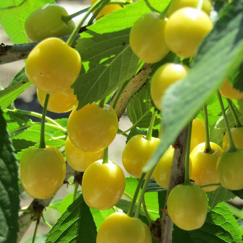 Säulenkirsche Säulenobst Stark Gold Obstbaum Süßkirschen 120 cm / 160 cm