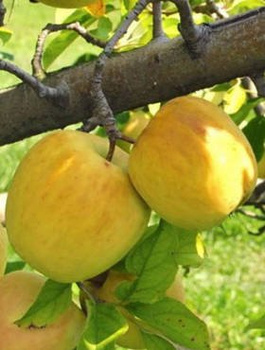 Apfelbaum Golden Delicious - Wurzelnackte Pflanze