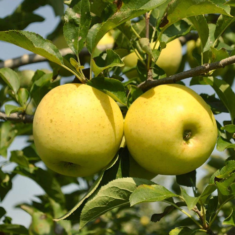 Apfelbaume Säulenobst LaLambada w typie Golden Delicious Obstbaum Apfel 120 cm / 160 cm