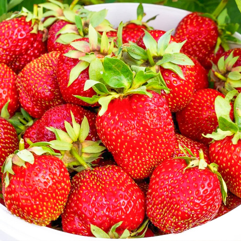 10 Stk. Erdbeerpflanze 'Dukat'