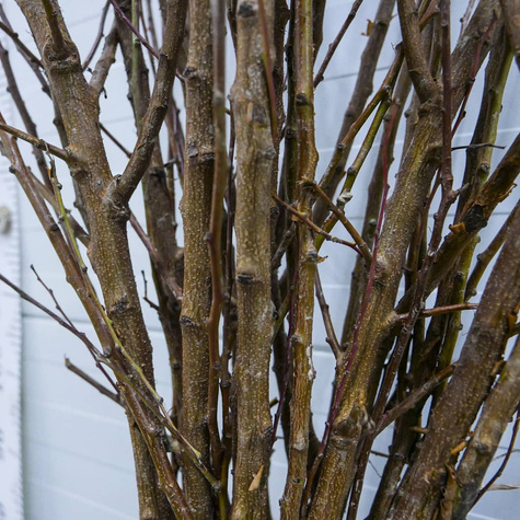 Aprikosenbaum Früh aus Morden - Wurzelnackte Pflanze