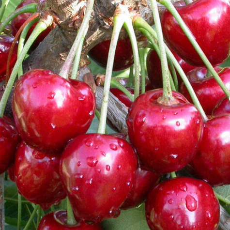 Säulenkirsche - Wurzelnackte Pflanze
