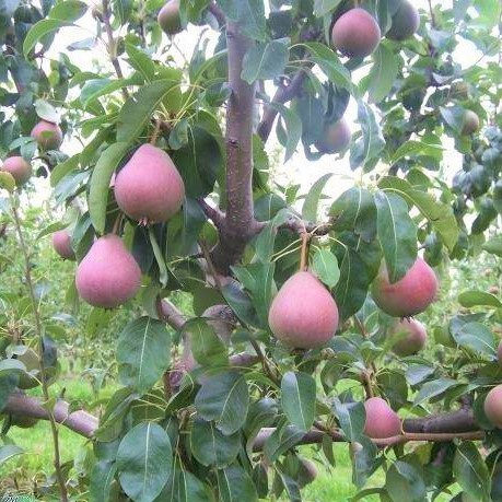 Birnenbaum typu Radana Obstbaum Birne 80cm / 140cm