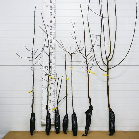 Sauerkirsche Groniasta - Wurzelnackte Pflanze