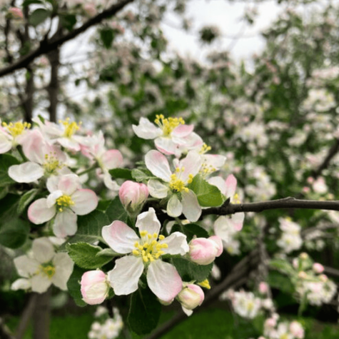 Apfelbaum Goldene Renette - Wurzelnackte Pflanze