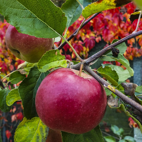 Apfelbaume Red Boskoop Obstbaum Apfel 80cm / 140cm