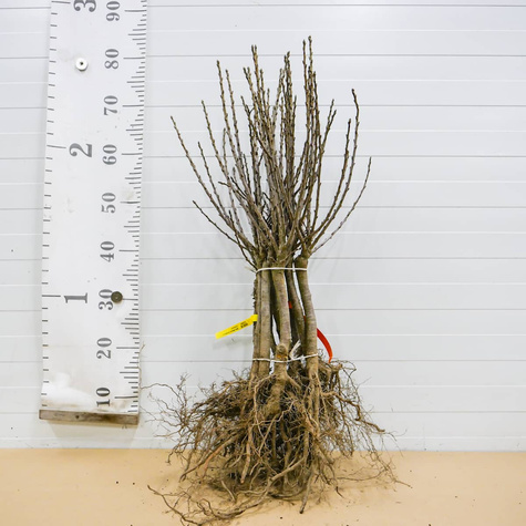 Mini-Zwergkirsche ‚Piemont’ - Wurzelnackte Pflanze