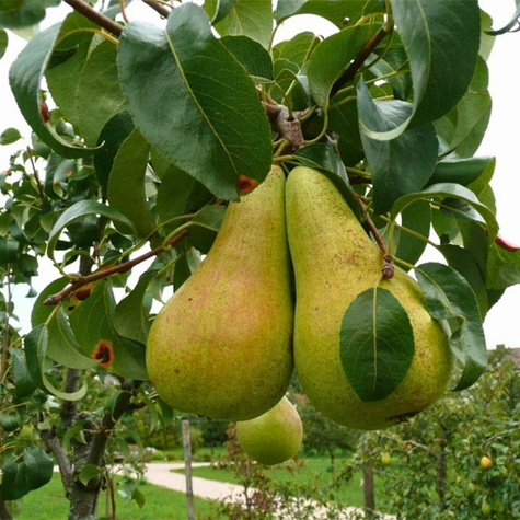 Birnenbaum Concorde Obstbaum Birne 80cm / 140cm
