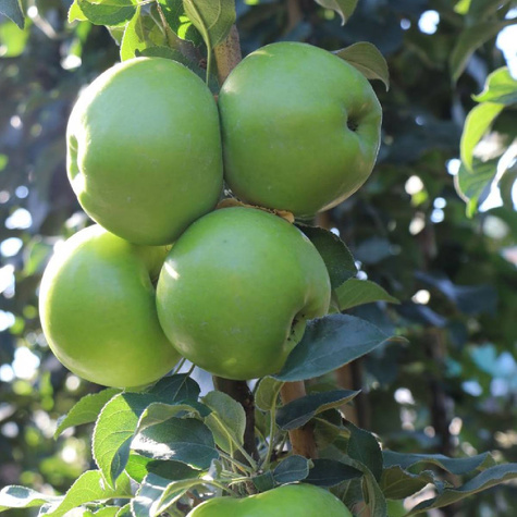 Säulen-Apfelbaum Green Cats - Wurzelnackte Pflanze