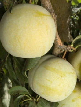 Pflaumen-Aprikose Flavor Queen - Wurzelnackte Pflanze