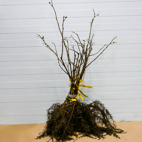 Haselnussbaum Truchsess - Wurzelnackte Pflanze