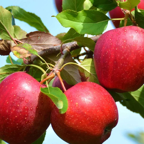 Duo Apfelbaum Antonówka + Malinówka (Himbeerapfel) - Wurzelnackte Pflanze