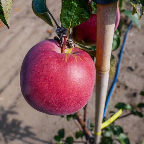 Apfelbaume Empire Obstbaum Apfel 80cm / 140cm