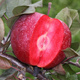 Apfelbaum Marisa mit rotem Fruchtfleisch - Wurzelnackte Pflanze