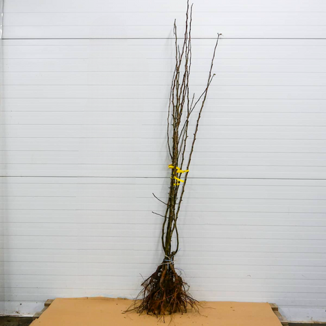 Birnbaum der Sorte Williams Christbirne - Wurzelnackte Pflanze