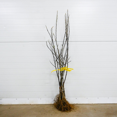 Apfelbaum Starking - Wurzelnackte Pflanze