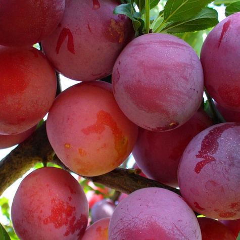 Pflaumenbaum  Renklode Althana - Wurzelnackte Pflanze