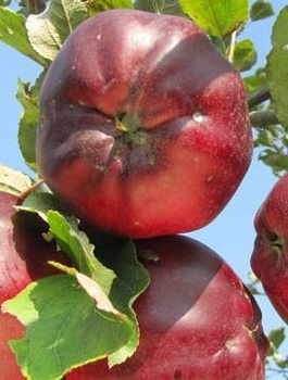 Apfelbaum Oberländer Himbeerapfel - Wurzelnackte Pflanze