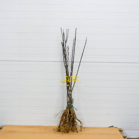 Birnenbaum Klapsa Faworytka - Wurzelnackte Pflanze