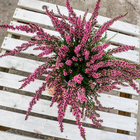 3x Rosa Knospenheide – Pflanzenset