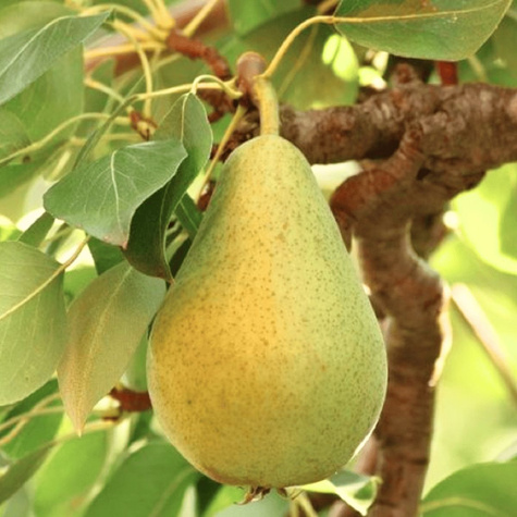Birnenbaum Alfa - Wurzelnackte Pflanze