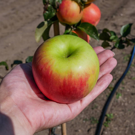 Apfelbaum Celesta - Wurzelnackte Pflanze