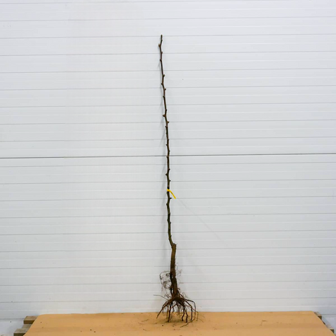 Asiatische Birne 'Chojuro' - Wurzelnackte Pflanze