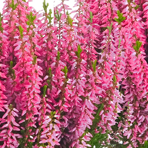 Heide hellrosa knospenblühend – Setzlinge