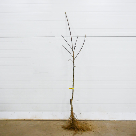 Apfelbaum Starking - Wurzelnackte Pflanze