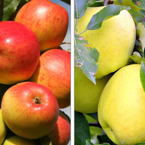 Duo Apfelbaum Antonówka + Cox Orange (Koksa Pomarańczowa) - Wurzelnackte Pflanze