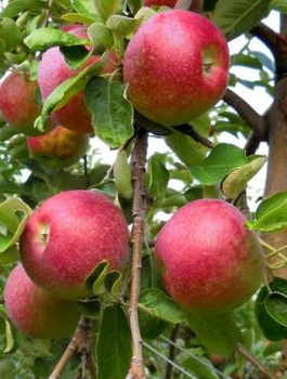 Apfelbaum Delikates - Wurzelnackte Pflanze