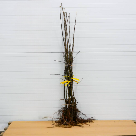 Apfelbaum Red Love - Wurzelnackte Pflanze