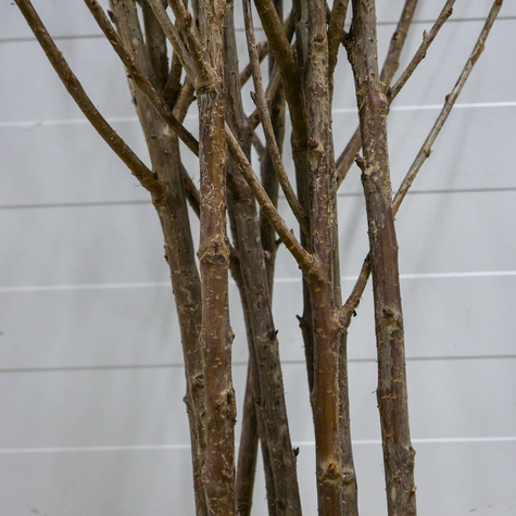 Sauerkirsche Turgieniewska - Wurzelnackte Pflanze