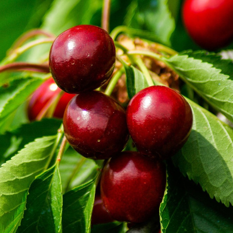 Sauerkirsche Lucyna - Wurzelnackte Pflanze