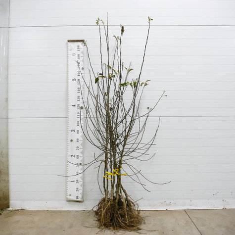 Apfelbaum Jonagold DeCosta - Wurzelnackte Pflanze