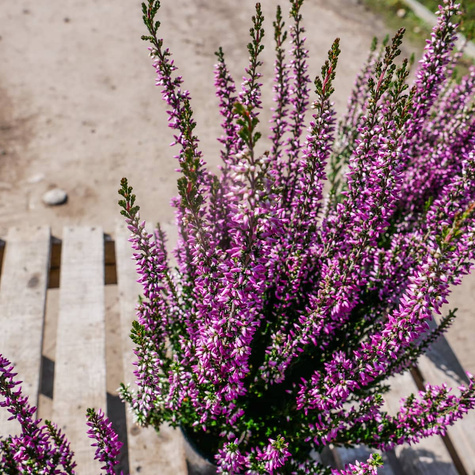 3x Violette Knospenheide – Pflanzenset
