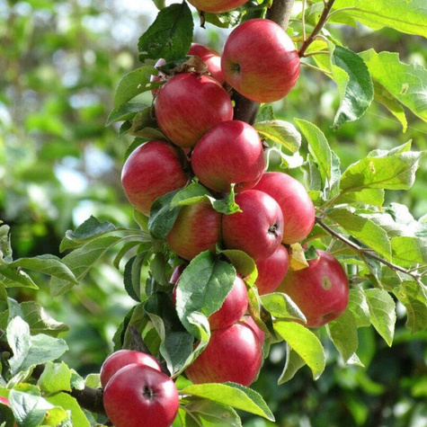 Apfelbaum Rubinola - Wurzelnackte Pflanze