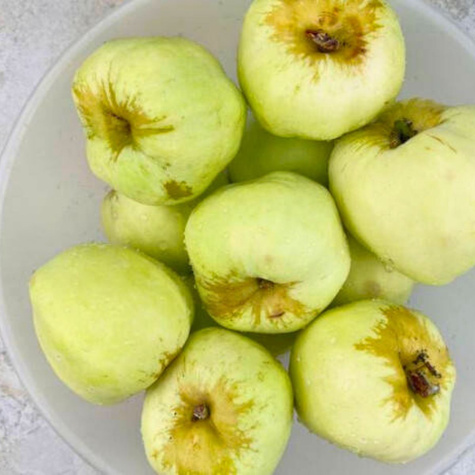 Apfelbaum Antonówka Zuckerapfel - Wurzelnackte Pflanze