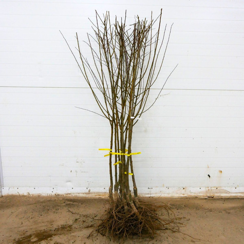 Pflaumennectarine Ozark Premier - Wurzelnackte Pflanze