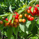 Süßkirsche Rainier - Wurzelnackte Pflanze