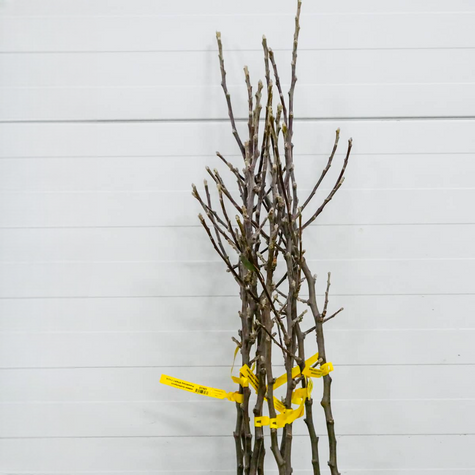 Apfelbaum Grafsztynek - Wurzelnackte Pflanze