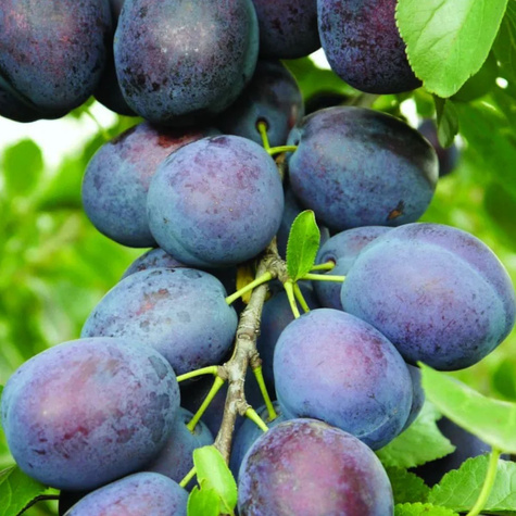 Pflaumenbaum Taste pyszna Obstbaum Pflaume 80cm / 140cm