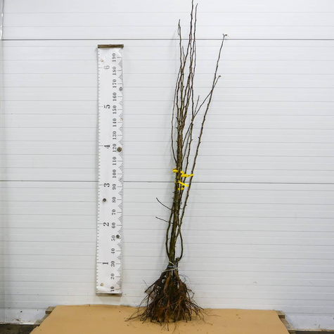 Asiatische Birne Nijisseiki (New Century) - Wurzelnackte Pflanze