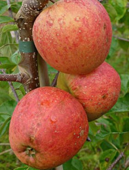 Apfelbaum Pinova - Wurzelnackte Pflanze